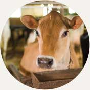 Vermont dairy cow