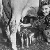 vintage Vermont dairy milking