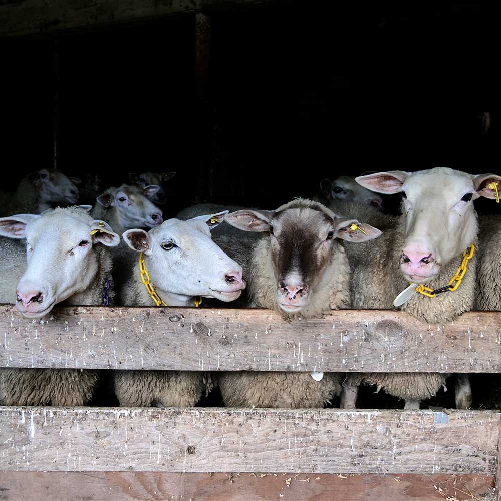 Vermont dairy sheep