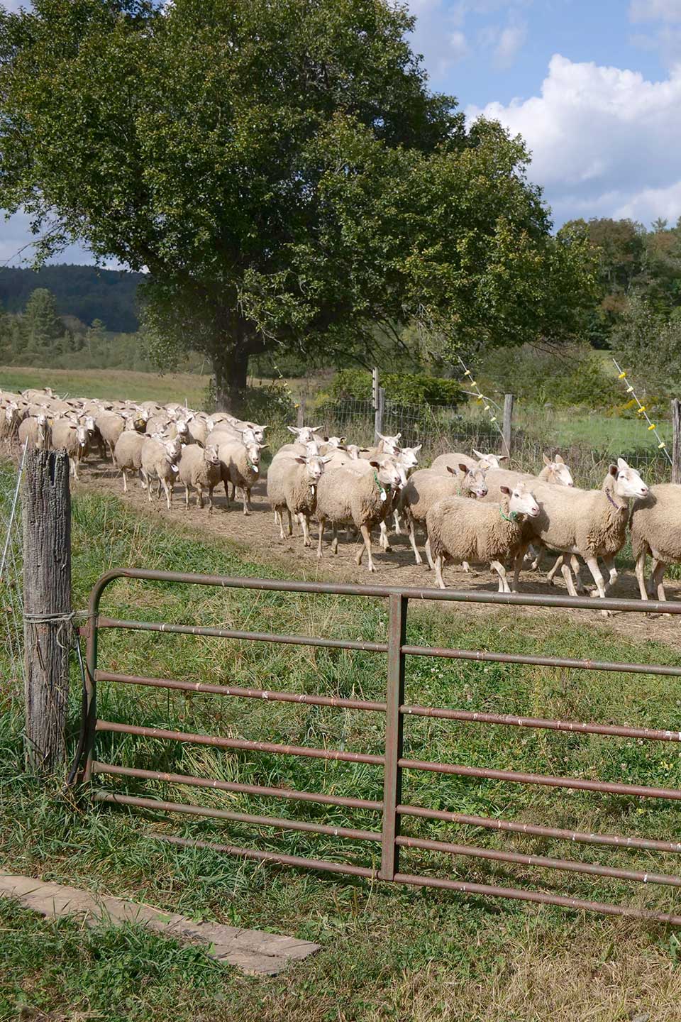 Vermont sheep farming